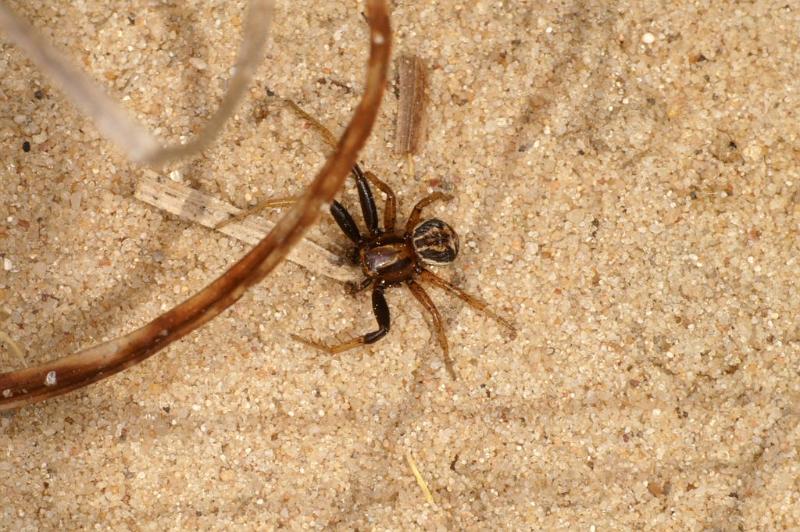 Xysticus_bifasciatus_D2949_O_86_NP De Hoge Veluwe_Nederland.jpg